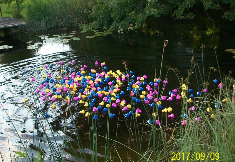 https://www.dundeemill.org/pictures/2017/13 duck 2.jpg